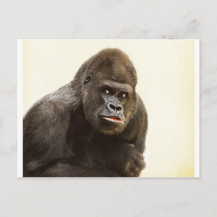 Gorilla Pout Briefkaart