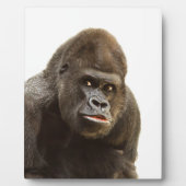 Gorilla Pout Fotoplaat (Voorkant)