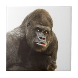 Gorilla Pout Tegeltje