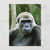 Gorilla Profile Briefkaart (Voorkant)