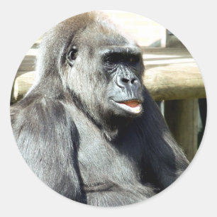 GORILLA RONDE STICKER