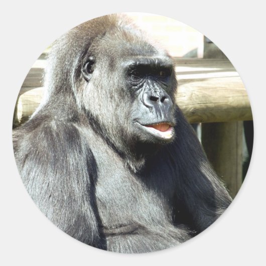 GORILLA RONDE STICKER (Voorkant)