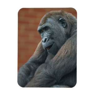 Gorilla Shufai Magneet