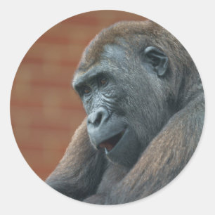 Gorilla Shufai Ronde Sticker
