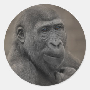 Gorilla Shufai Ronde Sticker