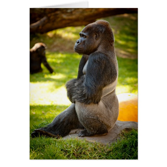 Gorilla Silverback (Devant)
