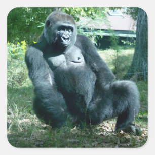 Gorilla Sticker