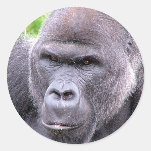 Gorilla Sticker (Voorkant)