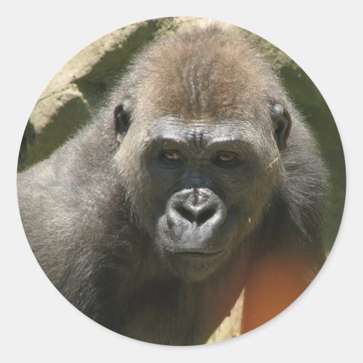 Gorilla Stickers (Voorkant)