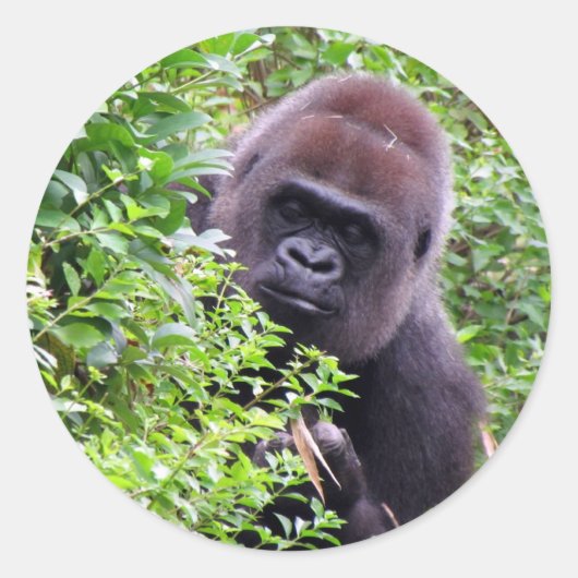Gorilla Stickers (Voorkant)