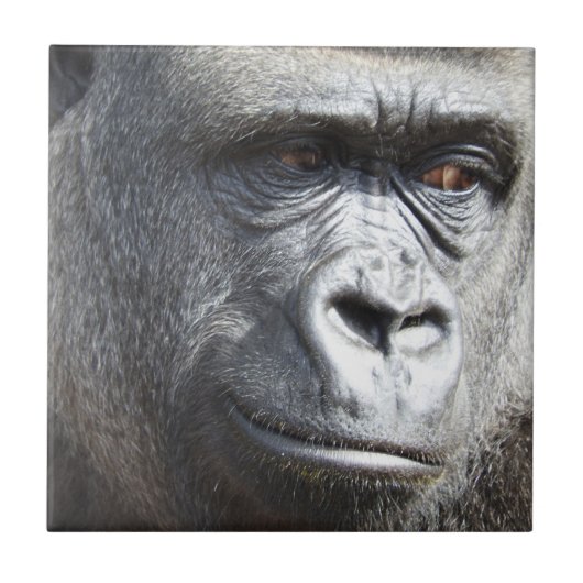 Gorilla Tile Tegeltje (Voorkant)