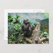 Gorilla too briefkaart (Voorkant / Achterkant)