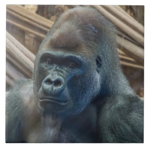 Gorilla up close uitzichten keramische tegel tegeltje