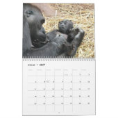 Gorillas als Kalender (Jan 2027)