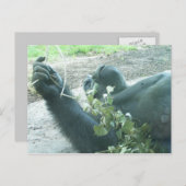 gorilla's briefkaart (Voorkant / Achterkant)