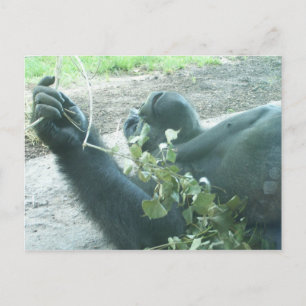 gorilla's briefkaart