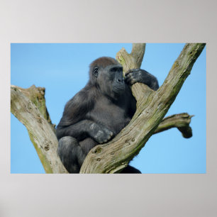 Gorilla's rustige boombaars poster
