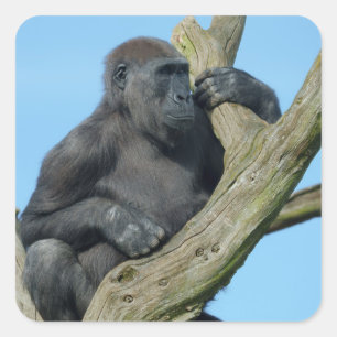 Gorilla's rustige boombaars vierkante sticker
