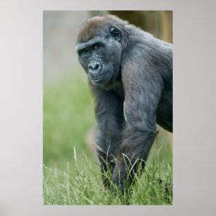 Gorilla's rustige weide portret poster