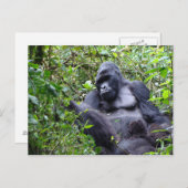 Gorillas-Rwanda Briefkaart (Voorkant / Achterkant)
