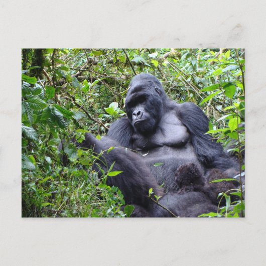 Gorillas-Rwanda Briefkaart (Voorkant)