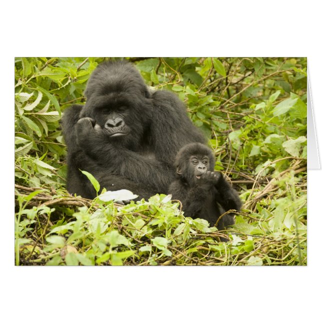 Gorille des montagnes, Gorilla beringei (anciennem (Devant horizontal)