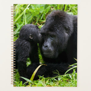 Gorin bébé des montagnes embrasse un dos argenté