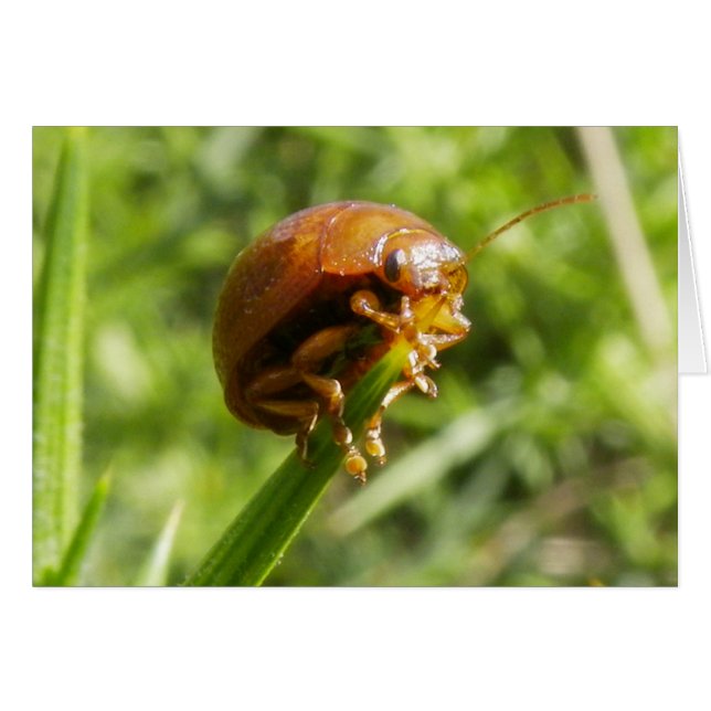 Gorse Bug Macro (Voorkant Horizontaal)