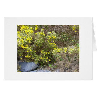 Gorse et rochers