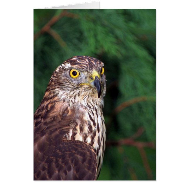 Goshawk (Voorkant)