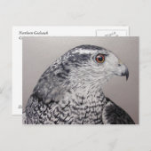 Goshawk Briefkaart (Voorkant / Achterkant)