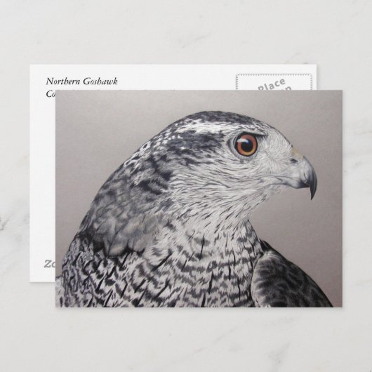 Goshawk Briefkaart (Voorkant / Achterkant)