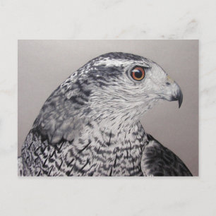 Goshawk Briefkaart