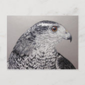 Goshawk Briefkaart (Voorkant)