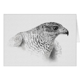 Goshawk Drawing