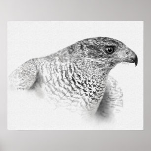Goshawk Drawing Poster