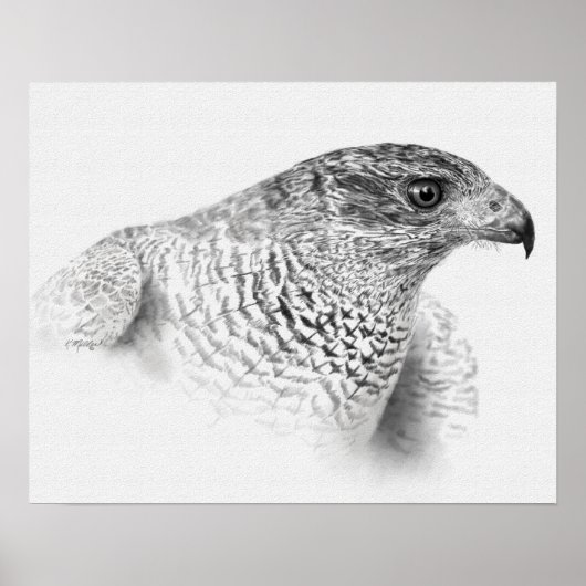 Goshawk Drawing Poster (Voorkant)