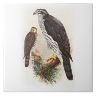 Goshawk John Gould Birds of Great Britain Wildlife Tegeltje