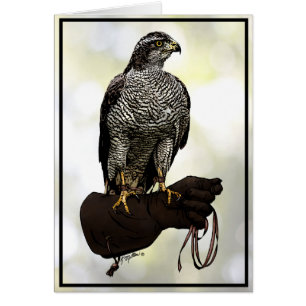 Goshawk op Glove