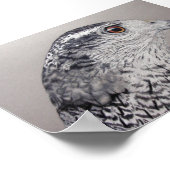 Goshawk Poster (Hoek)