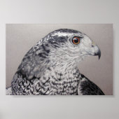 Goshawk Poster (Voorkant)