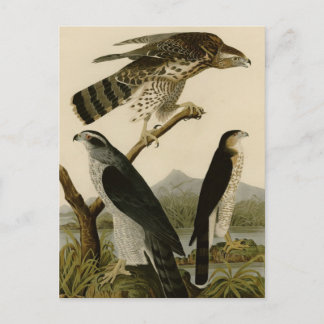 Goshawk & Stanley Hawk Briefkaart