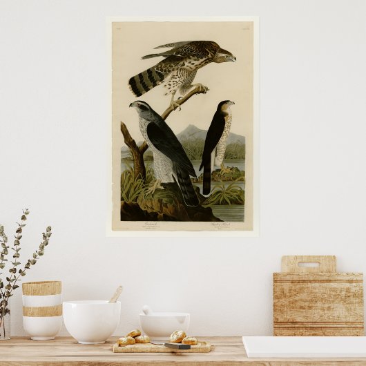 Goshawk & Stanley Hawk Poster (Keuken)