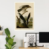 Goshawk & Stanley Hawk Poster (Thuiskantoor)