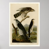 Goshawk & Stanley Hawk Poster (Voorkant)