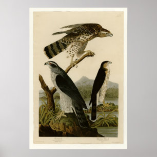 Goshawk & Stanley Hawk Poster