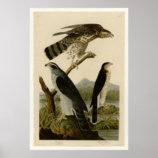Goshawk & Stanley Hawk Poster (Voorkant)