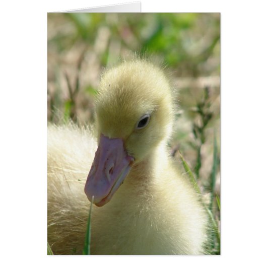 Gosling (Voorkant)