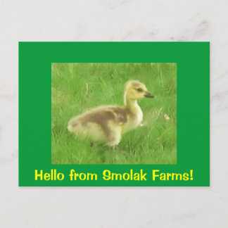 Gosling Briefkaart