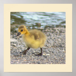 Gosling Foto Poster